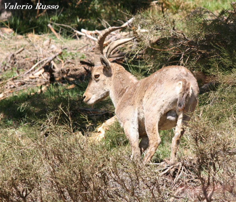 incontri ravvicinati in Sierra Nevada (Capra pyrenaica)